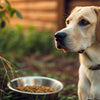 Understanding What It Means When Dogs Don’t Eat Their Food