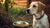 Understanding What It Means When Dogs Don’t Eat Their Food