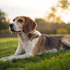Understanding What It Means When Your Dog Is Losing Weight