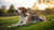 Understanding What It Means When Your Dog Is Losing Weight