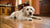 Understanding What It Means When Your Dog Loses Weight