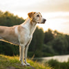 Understanding What Makes a Dog Lose Weight