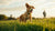 Understanding What Makes Dogs Gain Weight: A Comprehensive Guide for Pet Owners