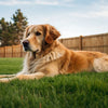 Understanding What Makes Dogs Gain Weight Fast: Causes, Prevention, and Solutions