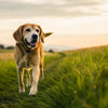 Understanding What Makes Dogs Lose Weight Fast: Causes, Implications, and Solutions
