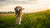 Understanding What Makes Dogs Lose Weight Fast: Causes, Implications, and Solutions