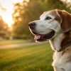 Understanding What Neutering Does to a Dog's Behavior