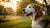 Understanding What Neutering Does to a Dog's Behavior
