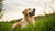 Understanding What Puts Weight on a Dog: A Comprehensive Guide