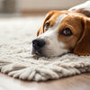 Understanding What to Do When Your Dog Stops Eating His Food