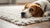 Understanding What to Do When Your Dog Stops Eating His Food