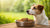 Understanding What to Do When Your Dog Won't Eat Dog Food-140219318511