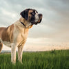 Understanding What Weight is a Large Breed Dog: A Comprehensive Guide