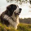 Understanding What Weight is a Large Dog: A Comprehensive Guide