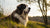 Understanding What Weight is a Large Dog: A Comprehensive Guide