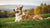 Understanding What Weight Is a Medium Size Dog: The Perfect Balance for Every Pet Owner