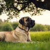 Understanding What Weight is Considered a Large Breed Dog