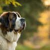 Understanding What Weight is Considered a Large Dog