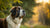 Understanding What Weight is Considered a Large Dog