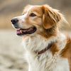 Understanding What Weight is Considered a Medium Sized Dog