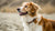 Understanding What Weight is Considered a Medium Sized Dog
