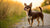 Understanding What Weight is Considered a Small Dog: A Comprehensive Guide for Dog Owners