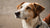 Understanding What Your Dog's Behavior Reveals About It