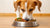 Understanding When a Dog Can Eat Adult Food: A Comprehensive Guide
