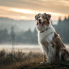 Understanding When a Dog Reaches Full Weight: A Comprehensive Guide