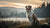 Understanding When a Dog Reaches Full Weight: A Comprehensive Guide