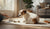 Understanding When a Dog's Behavior Changes: Signs, Causes, and Solutions-141235060975