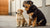 Understanding When a Puppy Can Eat Adult Dog Food
