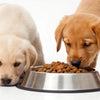 Understanding When and How to Feed Puppies Dog Food