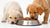Understanding When and How to Feed Puppies Dog Food