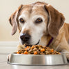 What Age to Switch Dog to Senior Food