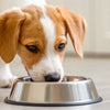 Understanding When Can a Dog Stop Eating Puppy Food