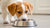 Understanding When Can a Dog Stop Eating Puppy Food