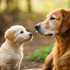 Understanding When Can I Feed My Puppy Adult Dog Food: A Comprehensive Guide