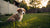 Understanding When Can I Feed My Puppy Hard Dog Food: A Comprehensive Guide