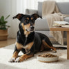 Understanding When Can My Dog Switch to Adult Food: A Comprehensive Guide