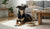 Understanding When Can My Dog Switch to Adult Food: A Comprehensive Guide-141416104175