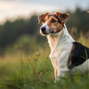 Understanding When Do Dogs Stop Growing: A Comprehensive Guide for Pet Owners