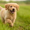 Understanding When Dogs Reach Their Full Weight: A Comprehensive Guide for Pet Owners