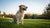 Understanding When Dogs Should Stop Eating Puppy Food: A Complete Guide
