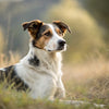 Understanding When Mixed Breed Dogs Stop Growing: A Comprehensive Guide for Pet Owners