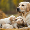 Understanding When Newborn Puppies Start Eating Dog Food and the Weaning Process