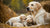 Understanding When Newborn Puppies Start Eating Dog Food and the Weaning Process