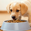 Understanding When Puppies Are Ready to Eat Dog Food: A Comprehensive Guide