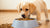 Understanding When Puppies Are Ready to Eat Dog Food: A Comprehensive Guide