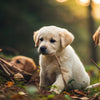 Understanding When Puppies Can Eat Hard Dog Food: A Comprehensive Guide